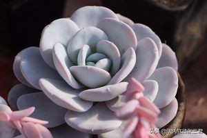 最新150多种多肉植物养护对照表,超全超经典100种多肉植物养护宝典