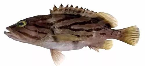 世界顶级海鲜鱼类,史上最完整鱼类海鲜图鉴