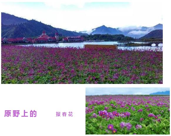 冬季也能开花的家养盆栽,冬天家里没有暖气养什么花