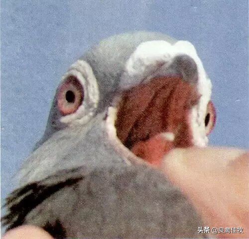 鸽子的常见疾病及治疗方法,鸽子常见疾病及治疗方法大全