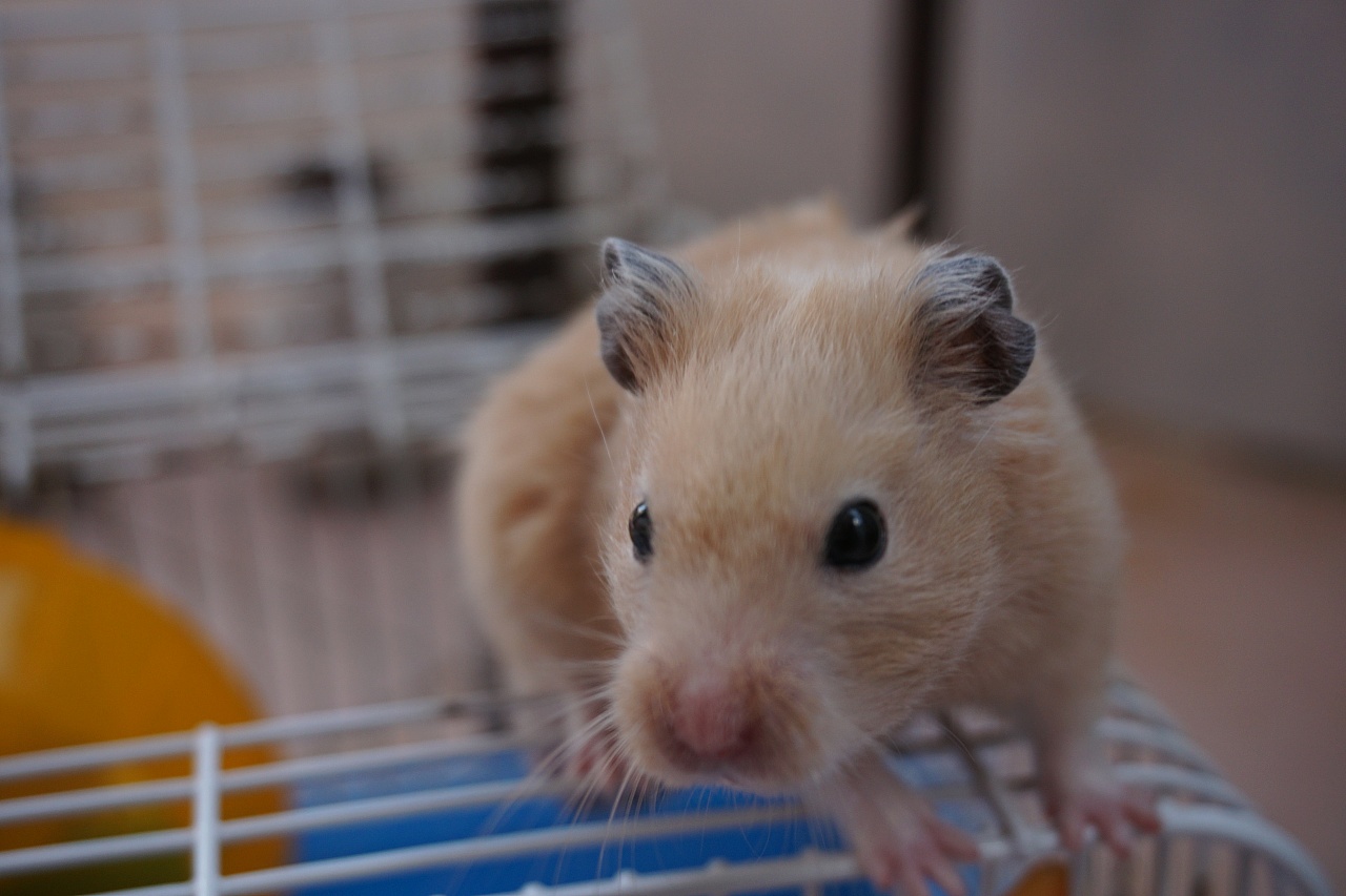 仓鼠拉稀怎么治,仓鼠拉稀了如何简单处理