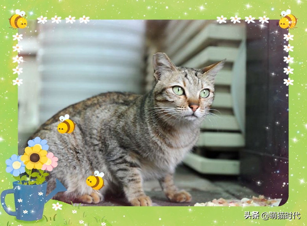 捡到没断奶的流浪猫应该怎么办,捡到无毛流浪猫怎么办