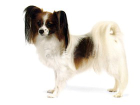 最受欢迎的四大宠物狗你养了吗,比较可爱乖巧的宠物狗有哪些