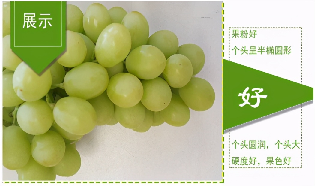 提子品种和介绍 (提子的品种都有哪些)