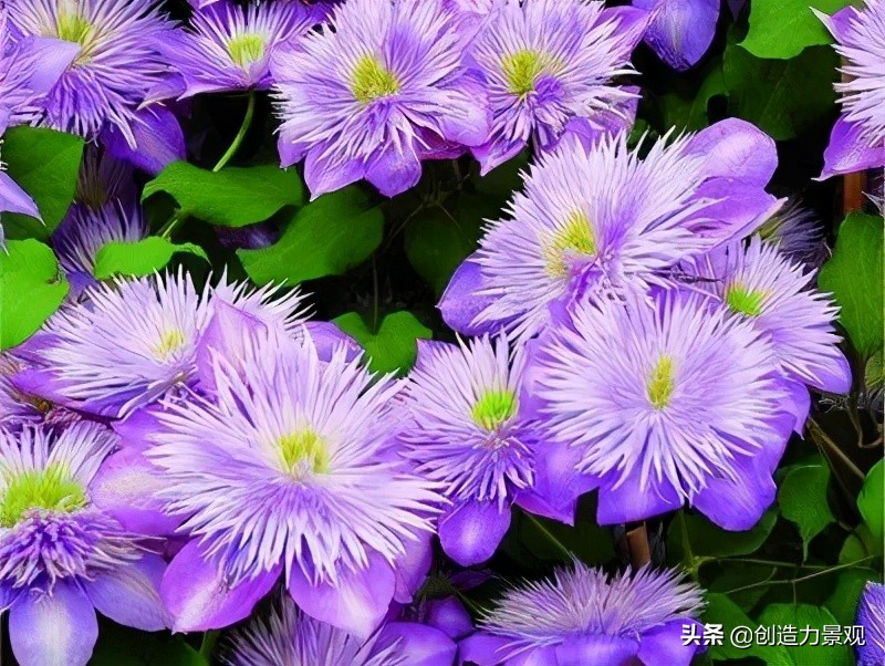 三种最旺家的爬藤植物,最好种的爬藤植物