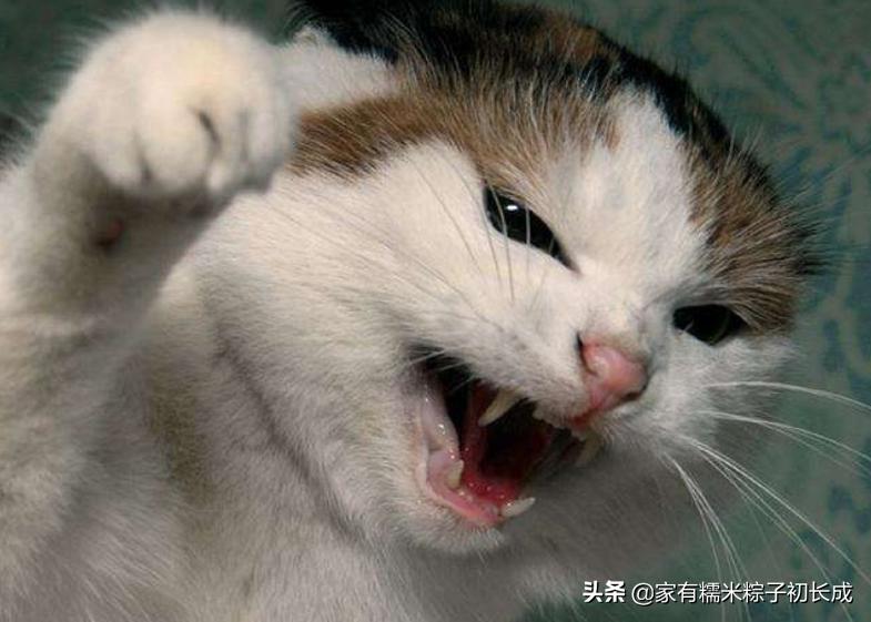 猫咪之间交流不会喵喵叫,猫咪是如何和别的猫说话的