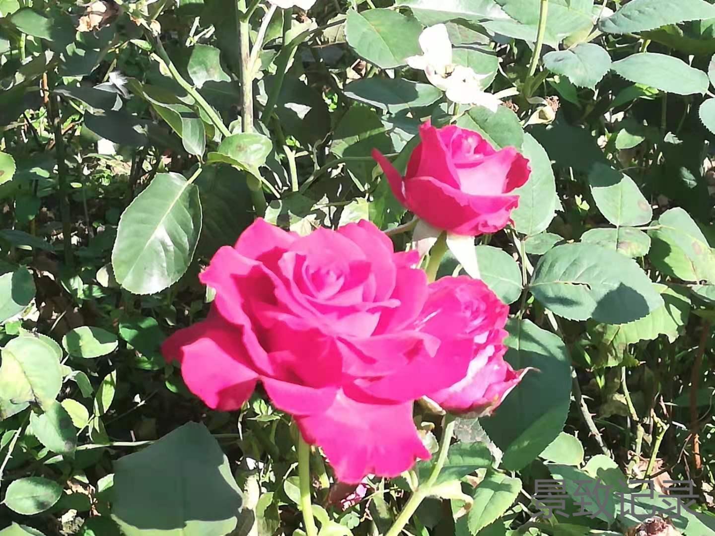 美丽的重庆南山植物园游玩记录,大足南山植物园有哪些植物