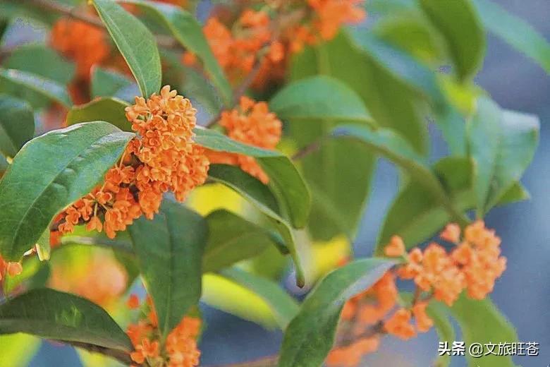 周末来一场与银杏的邂逅,周末与阳光撞个满怀