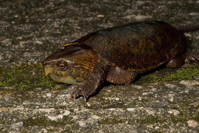 岁月是把杀猪刀？龟的成长中谁的变化大