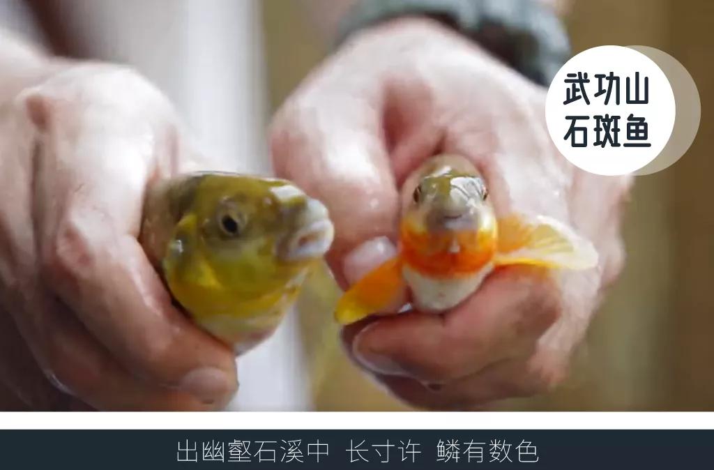 武功山哪种鱼好吃,武功山最好吃的鱼