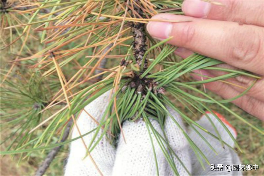 东北松梢螟及防治方法,松梢螟大树需要防治吗