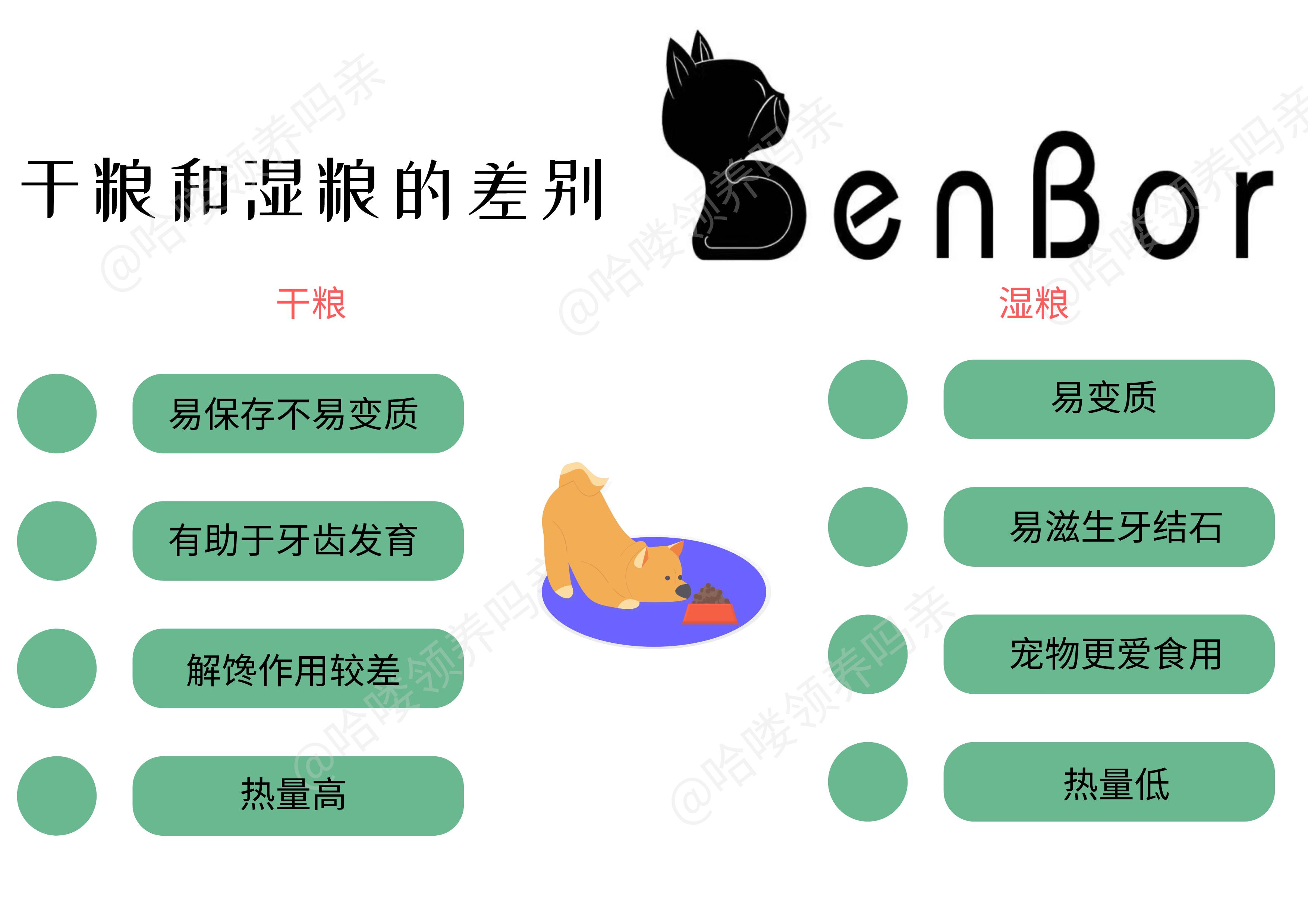 狗狗换牙期间怎么帮助清理牙齿,狗狗如何保护牙齿健康