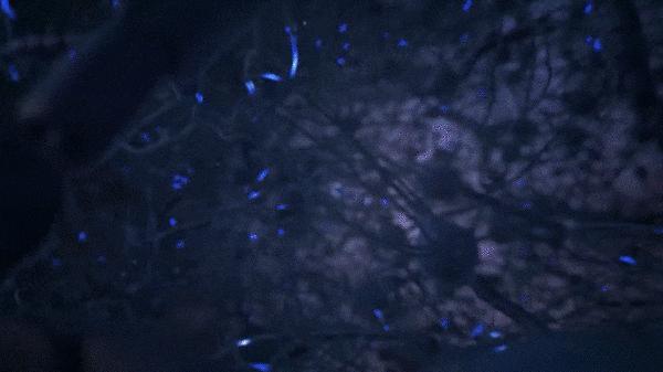 微信美国最新消息,微信在美国最新消息