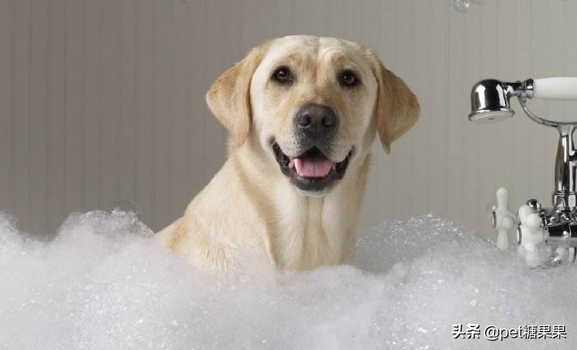 狗狗发情期的注意事项,公狗和母狗发情有什么区别?