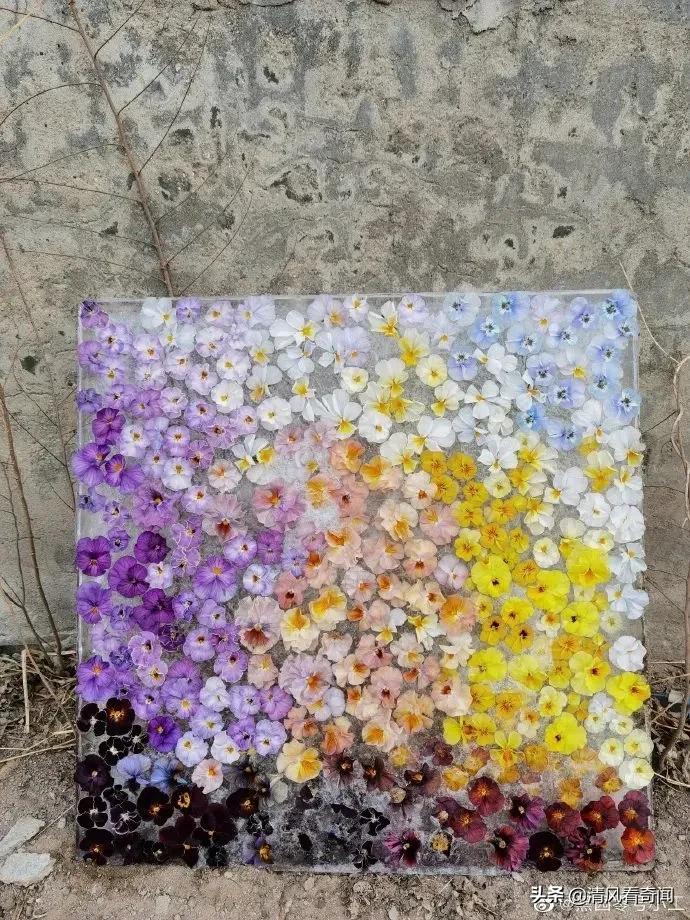 冻冰花美篇,冻冰花的美篇