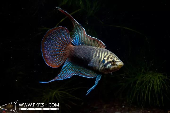 圆尾斗鱼怎么养出状态,中国斗鱼圆尾斗鱼