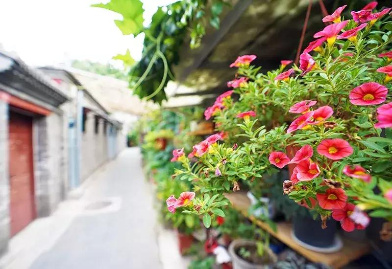 胡同里的日常生活,胡同里的北京生活