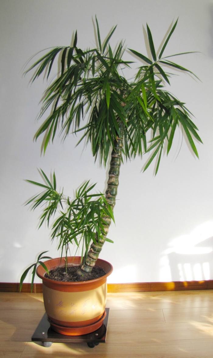 罗汉竹的特点,罗汉竹怎么处理更有韧性