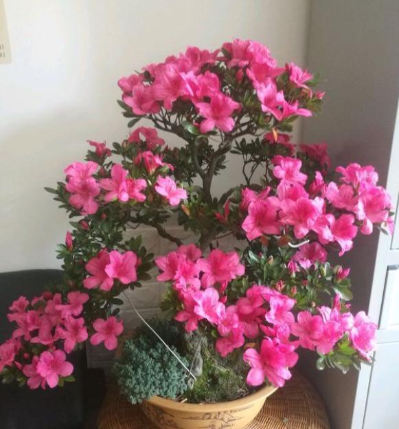 新入手的杜鹃花怎么养,冬季入手杜鹃花好吗