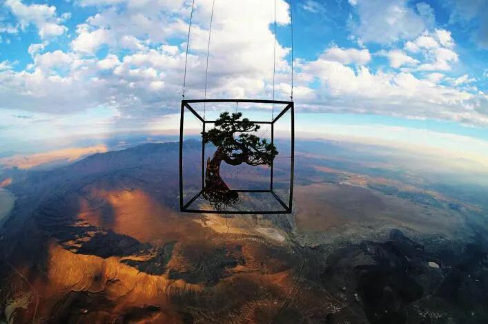 东信花卉简介,东信花树