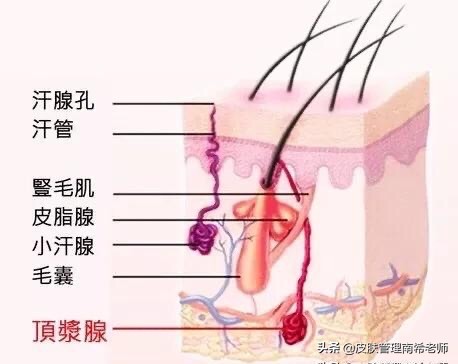 毛孔粗大怎么办50岁,16岁皮肤毛孔粗大怎么办呢