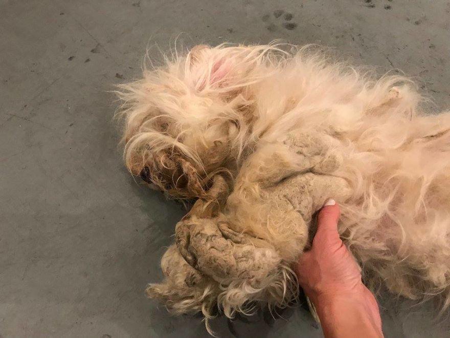 动物不擦屁股会难受吗,动物不擦屁股