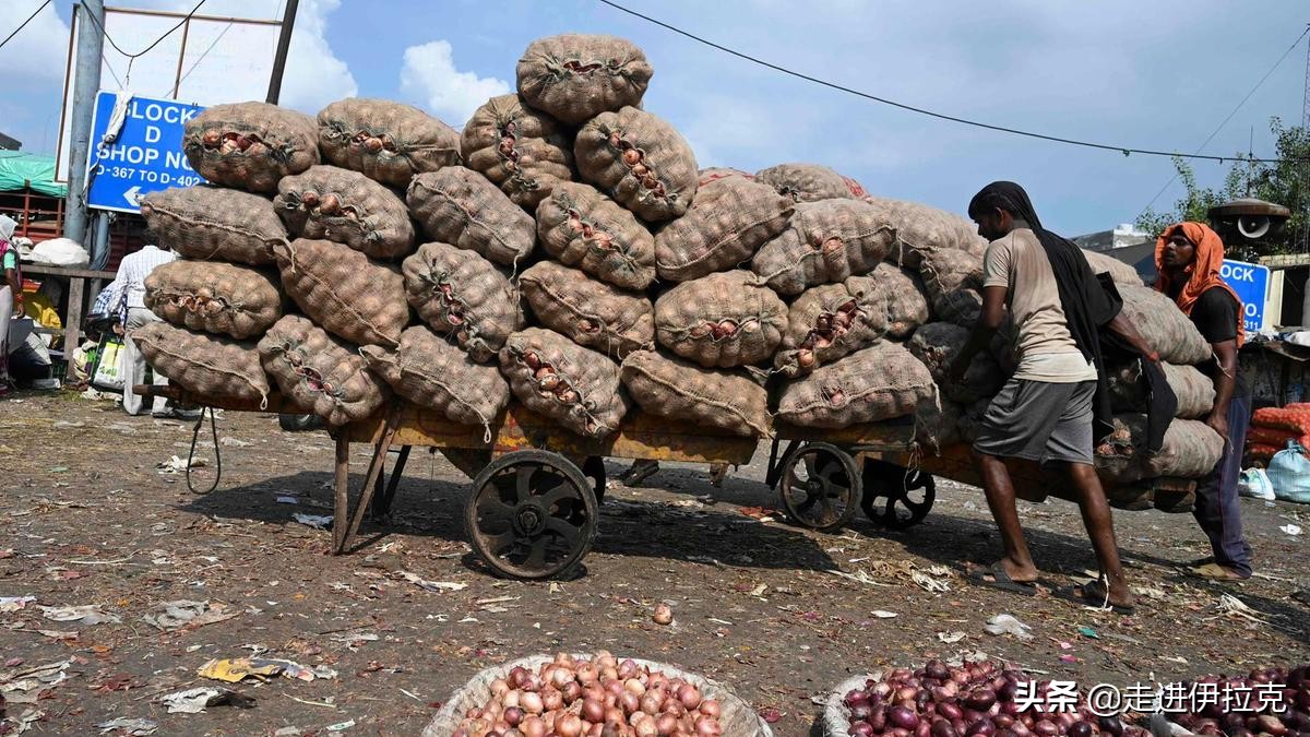 印度为什么要禁止洋葱出口 (印度为啥禁止洋葱出口)