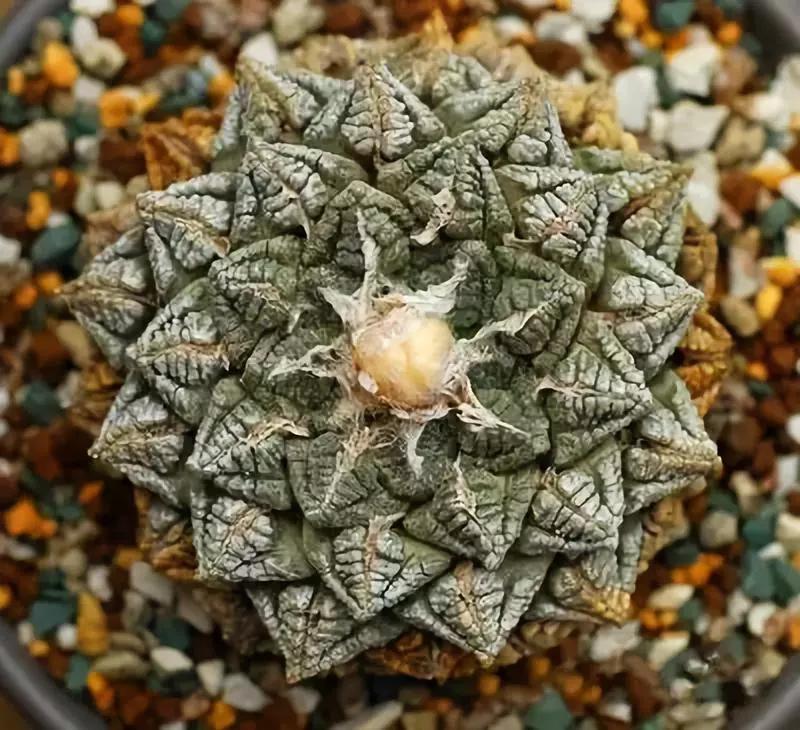 名贵植物排名前十名,十大天价的花卉