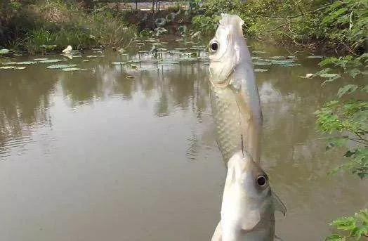 钓鱼钓双尾的原因有哪些,野钓黄尾多怎么解决