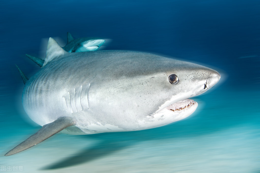如何辨别海水鱼的公母,淡水鱼和海水鱼有什么区别