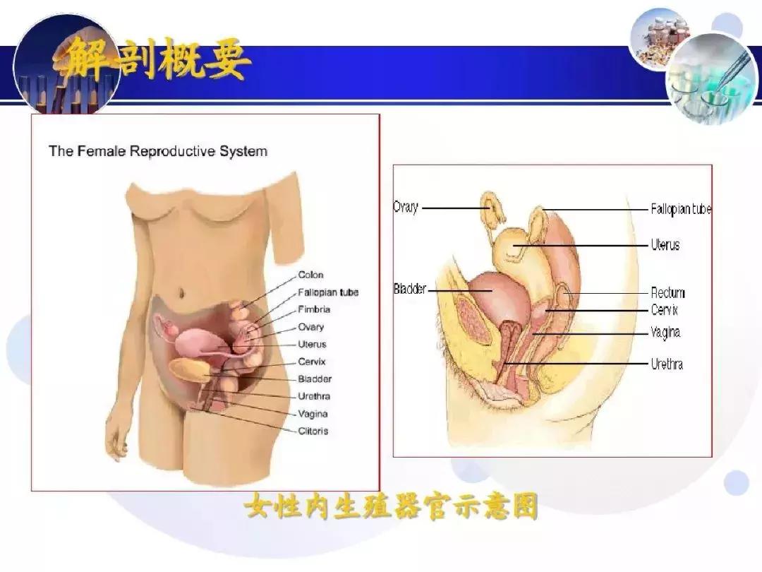 纯干货！子宫及附件解剖和超声诊断
