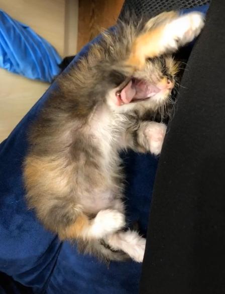 捡到一只流浪猫眼睛烂了怎么办,捡了一只生病的小奶猫