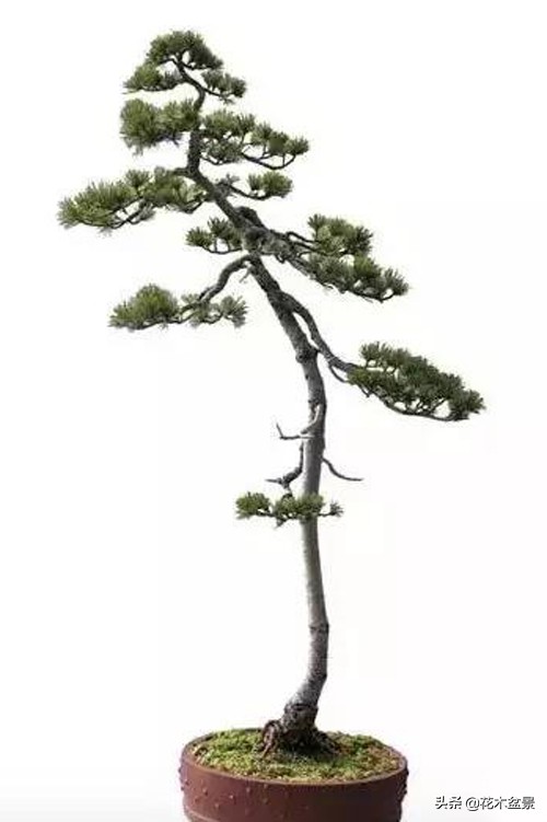 文人树盆景，宣泄一种情绪，吐露一种幽愤