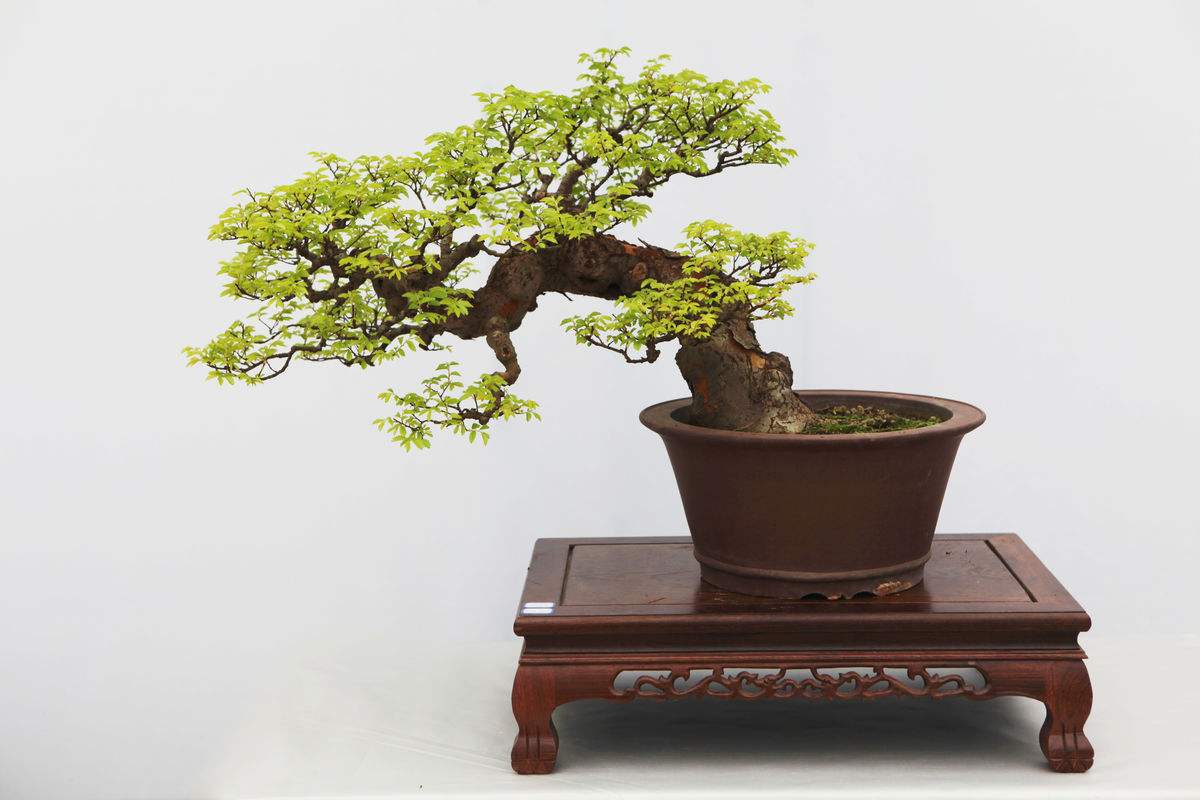 雀梅盆景冬天怎么养护,雀梅盆景养护方法