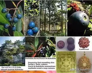 金刚菩提盘玩中的效果图片大全,文玩菩提图解