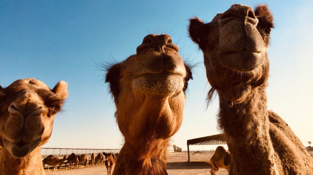 去迪拜购物必买清单及价格,迪拜旅游购物买啥划算