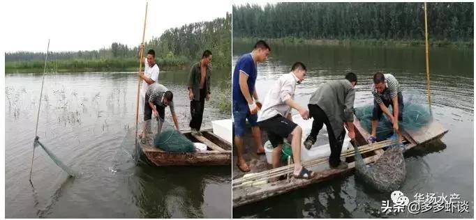 水产养殖新模式,微山湖虾蟹混养