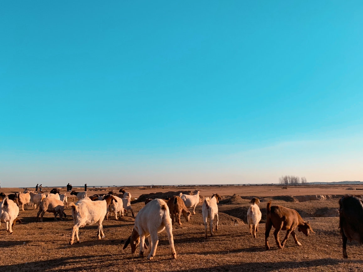 南昌这个小草原，可以近距离接触羊群，被称为“小呼伦贝尔”