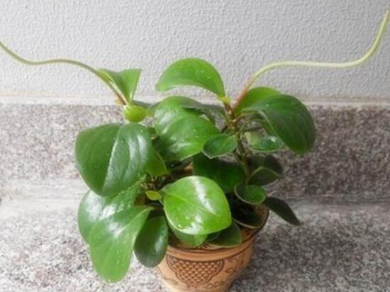 碧玉怎么养才正确,碧玉的养殖方法和注意事项