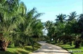 野外生存取饮用水方法,野外生存技巧之野外如何获得水