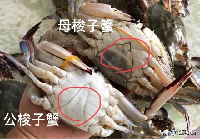 买梭子蟹时掉腿好吗,顶盖肥的梭子蟹多少钱