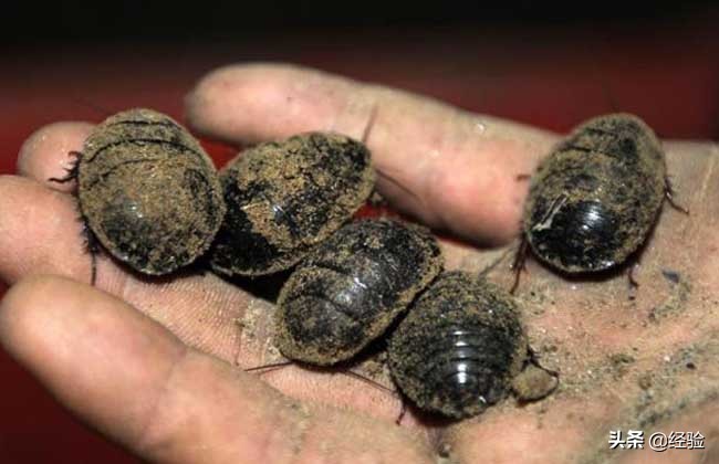 金边土元养殖视频,土元虫养殖赚钱吗