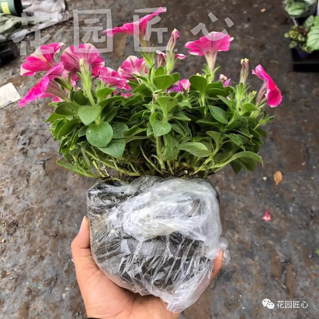 缓苗应该注意些什么,缓苗要注意什么