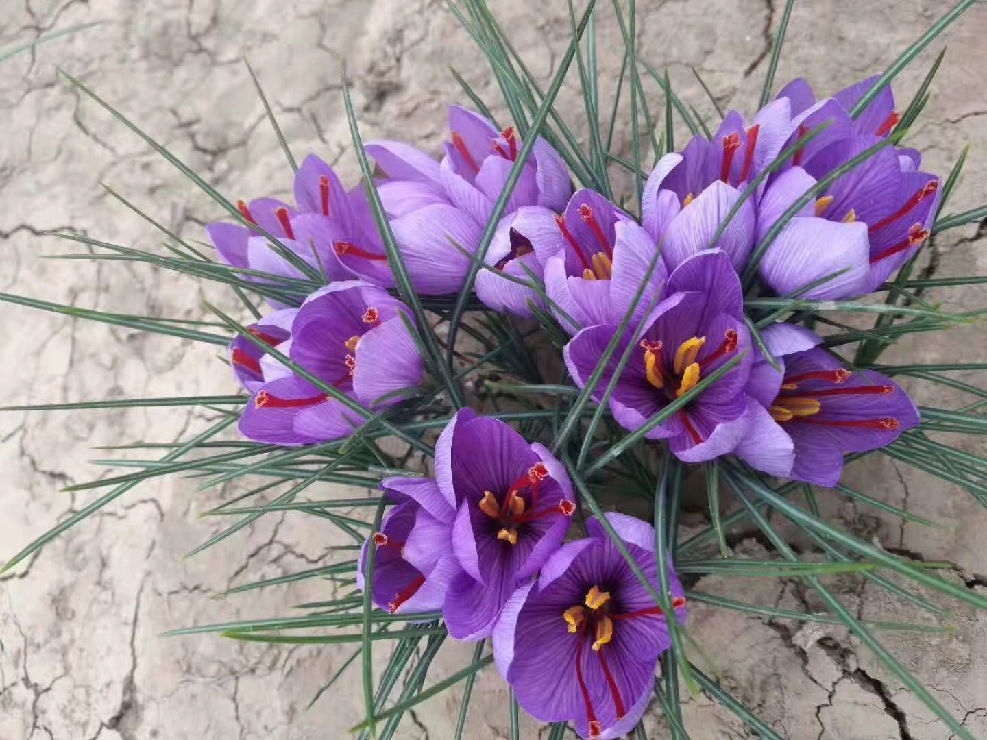 真假藏红花泡水图片,如何辨别藏红花真假