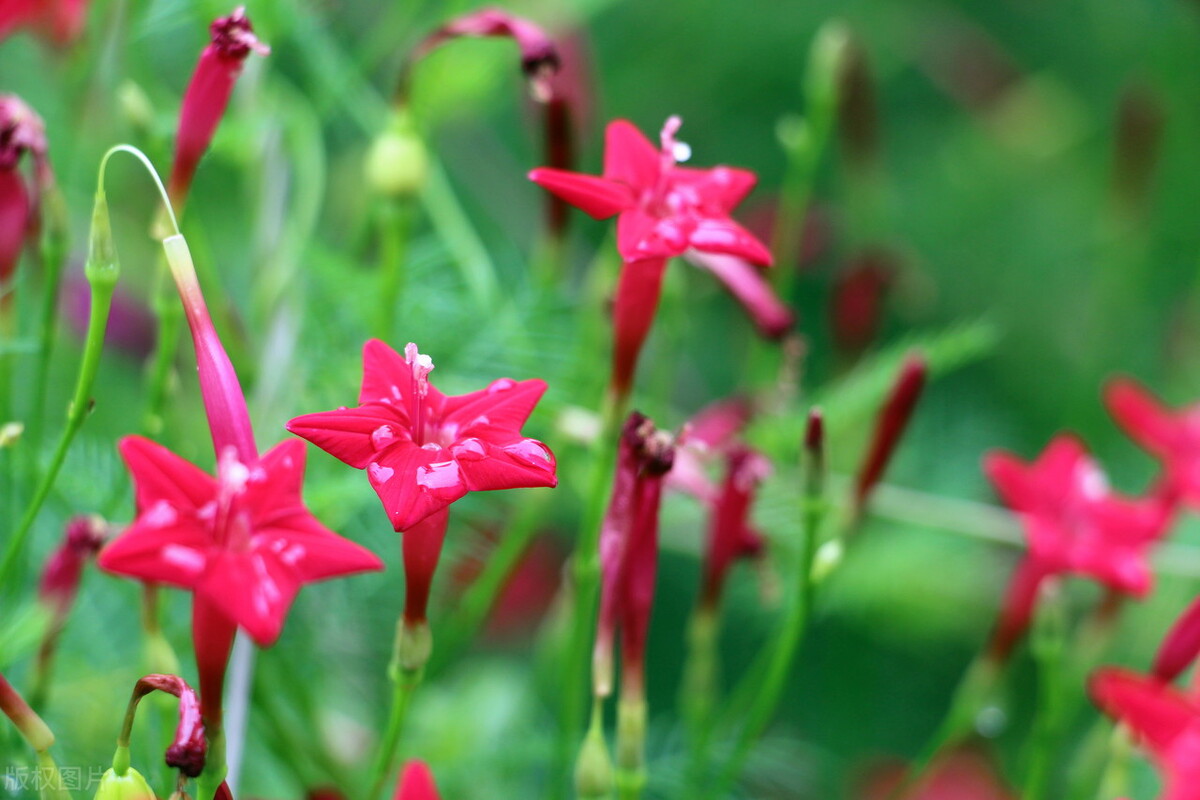 园林人需要知道的85个花卉知识,园林花卉的种类及图片