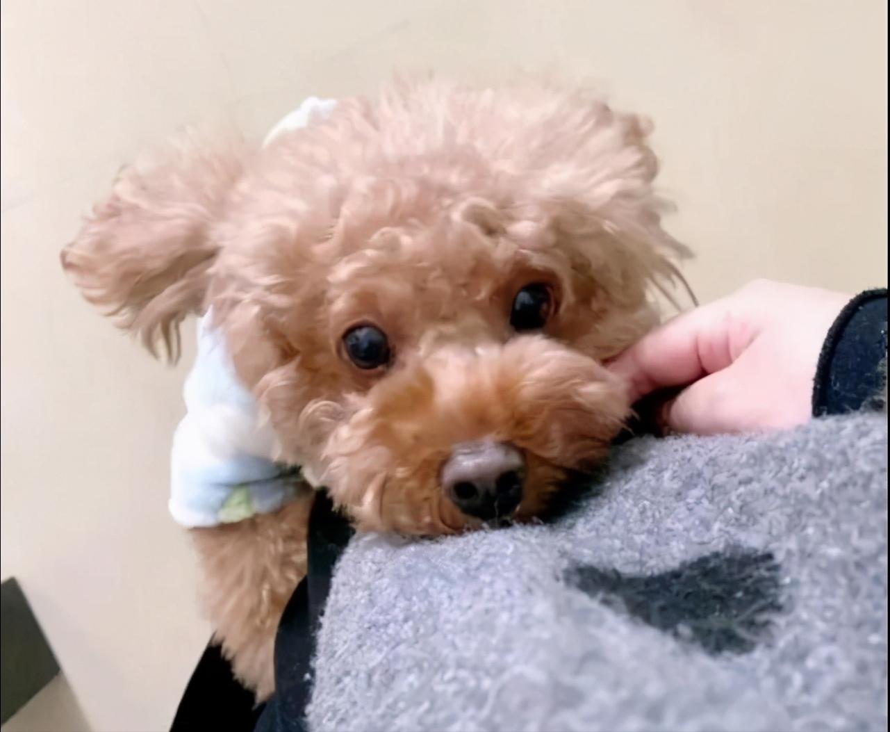 泰迪有点反常怎么回事,泰迪哪些动作说明生病