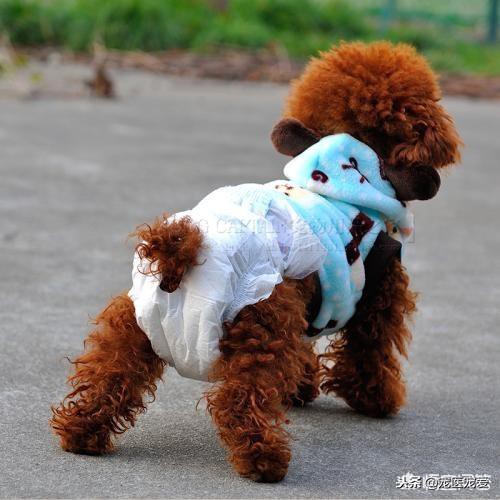 生理期的泰迪犬怎么照顾,泰迪来生理期如何处理