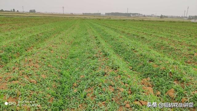 花生田杂草管理,花生田杂草有哪几种