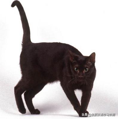 havegot单词趣味记忆,英语havegot与hasgot有什么区别