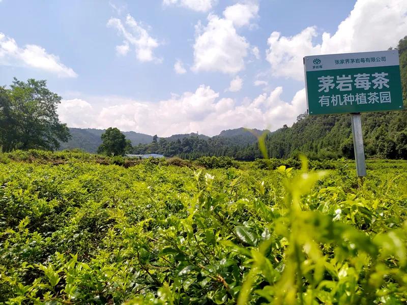 茅岩莓茶什么时间喝最好,真正的茅岩莓茶